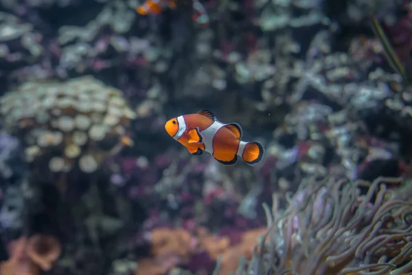 Peixe-palhaço Amphiprion nas moitas de actinia alga marinha. O recife está no fundo. Peixe de mares quentes — Fotografia de Stock