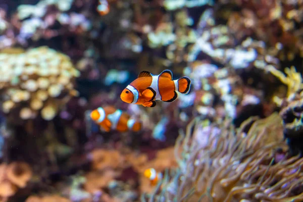 Peixe-palhaço Amphiprion nas moitas de actinia alga marinha. O recife está no fundo. Peixe de mares quentes — Fotografia de Stock