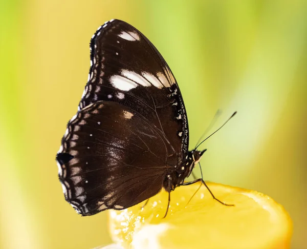 Тропическая бабочка Hypolimnas bolina пьет нектар и апельсиновый сок. Зеленый фон — стоковое фото