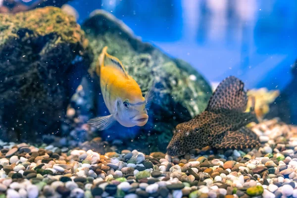 Grande peixe de aquário em um grande aquário. Peixe-vermelho — Fotografia de Stock