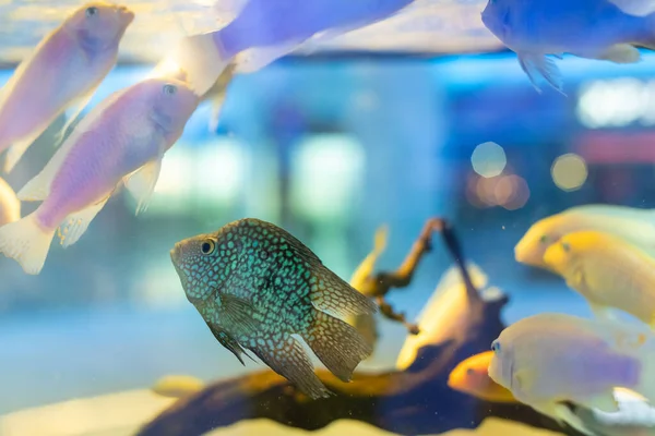 Diamante ou Pérola Cichlazoma, Herichthys carpintis, conservado num aquário — Fotografia de Stock