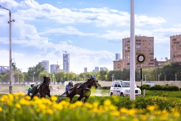 May 16, 2021. Moscow, Central Racecourse. Running trotters in a carriage. Two horses lead the race. — Stock Photo, Image