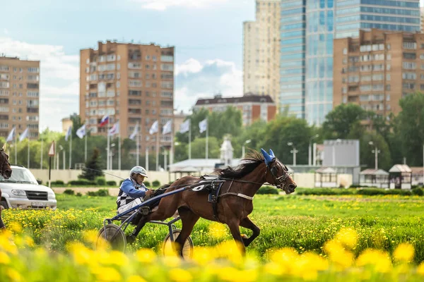 2021年5月16日、ロシア、中央モスクワ競馬場。リンクスのトロッター馬のレースのリーダーは繁殖します — ストック写真