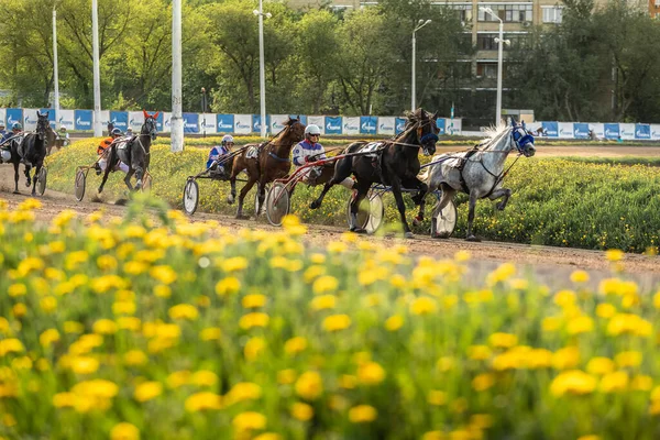 2021年5月16日、ロシア、中央モスクワ競馬場。トロッティングホースの試験.コーチとのトロッターが交代で — ストック写真