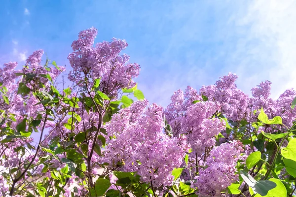 Mavi gökyüzüne karşı bir sürü çiçek açan leylak çalısı. Metin için pankart