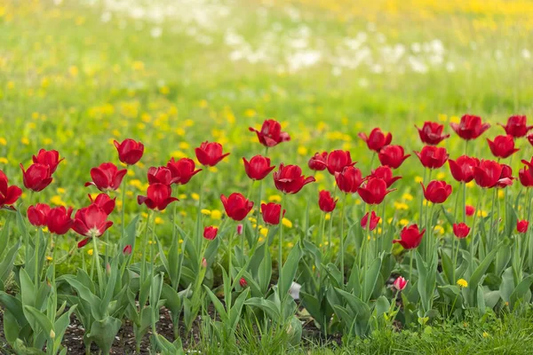 Un grupo de tulipanes rojos en una cama en el área de recreación del parque. Lugar para la inscripción —  Fotos de Stock