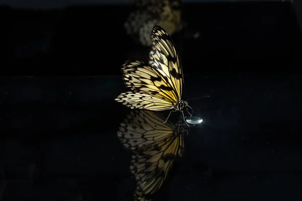 Gran mariposa tropical Idea leuconoe Sobre un fondo negro de vidrio con reflexión . —  Fotos de Stock