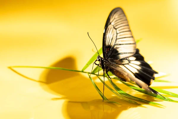 Gran mariposa tropical Papilio lowi en hoja verde de sombreado — Foto de Stock