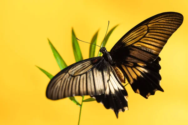 Gran mariposa tropical Papilio lowi en hoja verde de sombreado —  Fotos de Stock