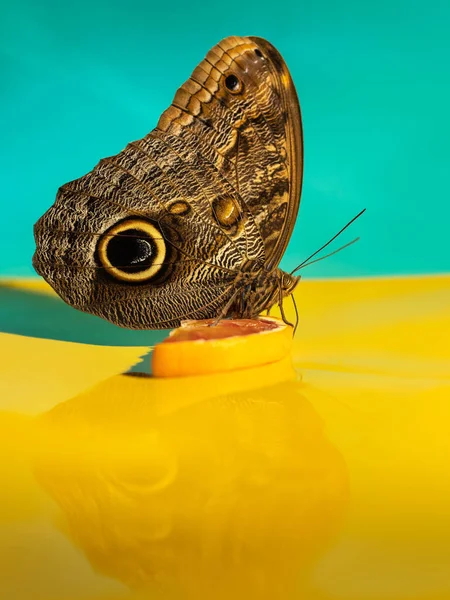 Una grande farfalla gufo tropicale Caligo beve nettare arancione. Vista da un lato. Sfondo giallo e blu — Foto Stock