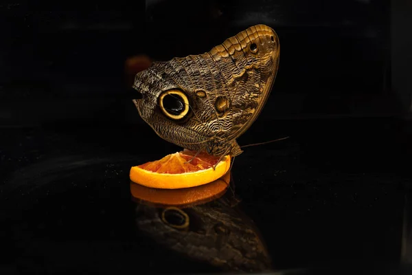 Uma grande borboleta de coruja tropical Caligo bebe néctar de laranja. Vista de lado. Fundo de vidro preto — Fotografia de Stock