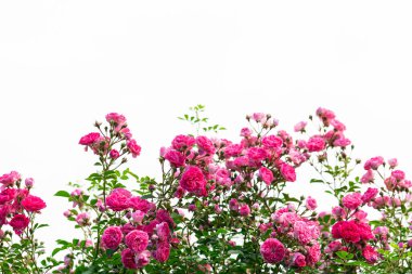 Beyaz bir arka planda, bol çiçekli bir gül çalısı. Yazı için yer