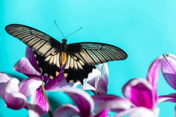 Borboleta tropical grande Papilio lowi em flores de orquídea — Fotografia de Stock