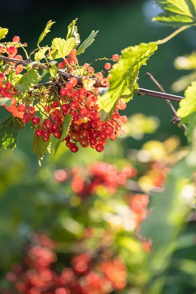 Спелые красные смородиновые ягоды на кустах в саду. Освещаемый солнечным светом — стоковое фото