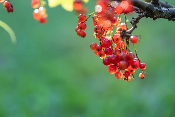 Ветка с спелыми ягодами красной смородины на фоне сада. — стоковое фото