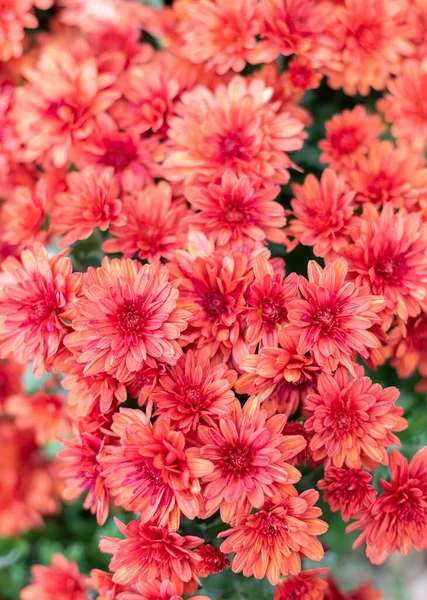 Abundantly flowering autumn flowers of chrysanthemums of red colors. Autumn bouquet for design and gift — Stock Photo, Image