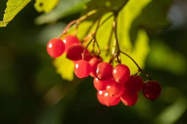 Ripe autumn berries of red viburnum on a branch against the background of green leaves. — Stock Photo, Image