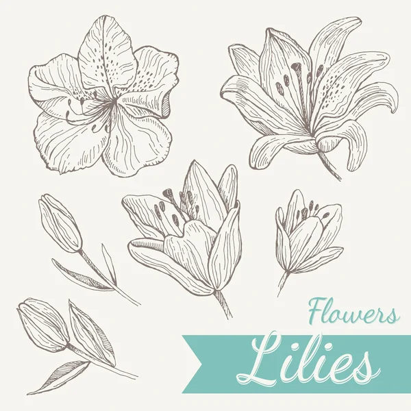Set de fleurs lis — Image vectorielle