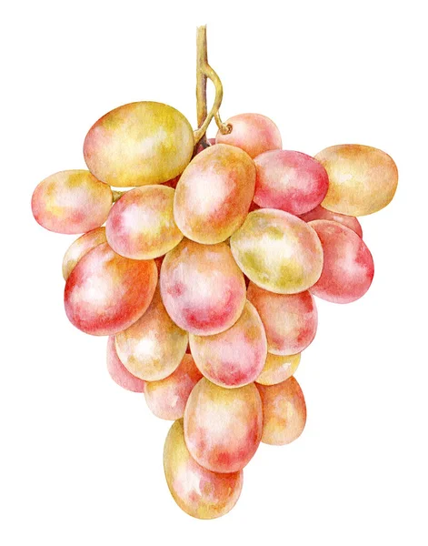 Beyaz arka planda bir demet üzümün suluboya gerçekçi çizimi.