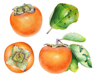 Beyaz arkaplanda yaprakları olan suluboya hurma meyveleri koleksiyonu. Botanik illüstrasyon.