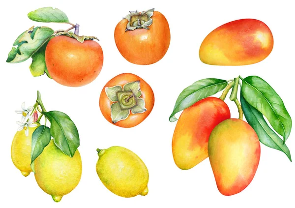 Insamling Tropiska Säsongsbetonade Frukter Isolerade Vit Bakgrund Botanisk Akvarell Illustration — Stockfoto