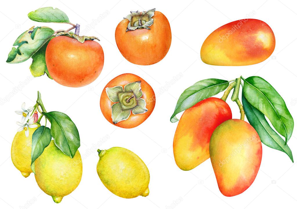 Collection of tropical seasonal fruits isolated on white background. Botanical watercolor illustration of persimmon, lemon and mango fruits.