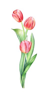 Beyaz zemin üzerinde üç kırmızı lale bulunan bir buketin suluboya çizimi