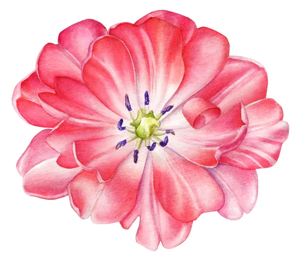 Illustration Aquarelle Une Belle Fleur Tulipe Rouge Isolée Sur Fond — Photo