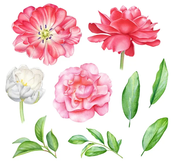 Watercolor illustration of garden spring and summer flowers and leaves. Tulips, a peony and a rose.