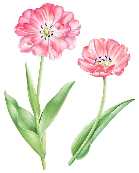 Collezione Fiori Tulipano Rosa Acquerello Isolato Sfondo Bianco — Foto Stock