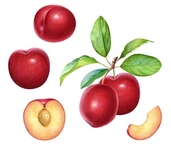 Aquarell Illustration Der Roten Pflaumenbeeren Auf Dem Zweig Mit Blättern — Stockfoto