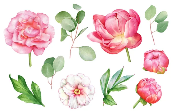 水彩ピンク 赤と白の牡丹の花とユーカリの小枝のコレクション — ストック写真