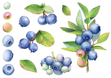 Beyaz arkaplanda izole edilmiş yaban mersini resimlerinin suluboya koleksiyonu