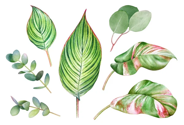 Зелене Листя Тропічної Рослини Ізольовано Білому Тлі Акварельна Ілюстрація — стокове фото