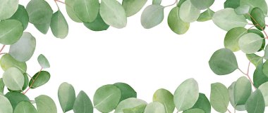 Beyaz arka planda okaliptüs ağacının suluboya dallarına sahip çiçek çerçevesi