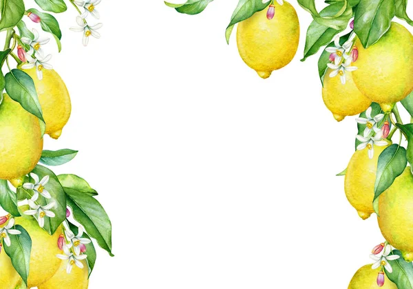Frame Met Aquarel Citroenboom Takken Met Fruit Bloemen Een Kopieerruimte — Stockfoto