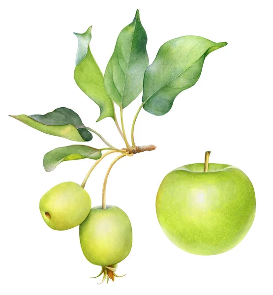 葉を持つ枝に緑のリンゴの水彩画図 — ストック写真
