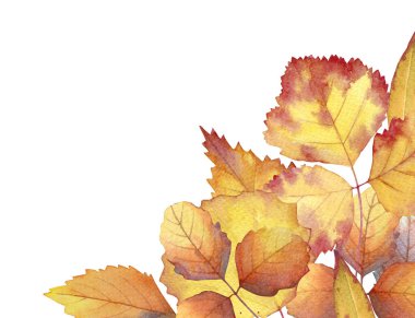 Çiçek tasarımı için beyaz arkaplanda suluboya sarı sonbahar yapraklarının köşesi.