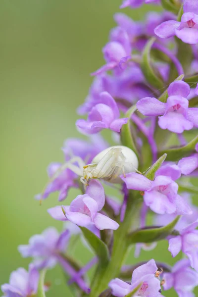 Goldenrod Yengeç Örümceği Misumena Vatia Avrupa Çayır Bahçelerinden Güzel Ortak — Stok fotoğraf