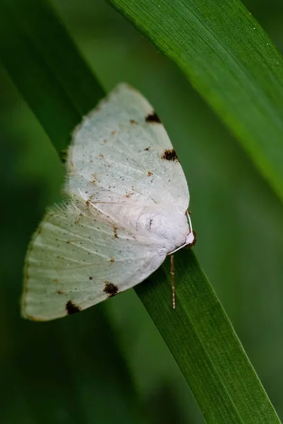White Pinion Spotted Moth Lomographa Bimaculata Beautiful White Moth European — Stock Photo, Image
