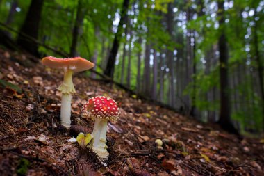 Fly Agaric mantarı - Amanita muscaria, Avrupa ormanlarından güzel kırmızı zehirli mantar, Zlin, Çek Cumhuriyeti.
