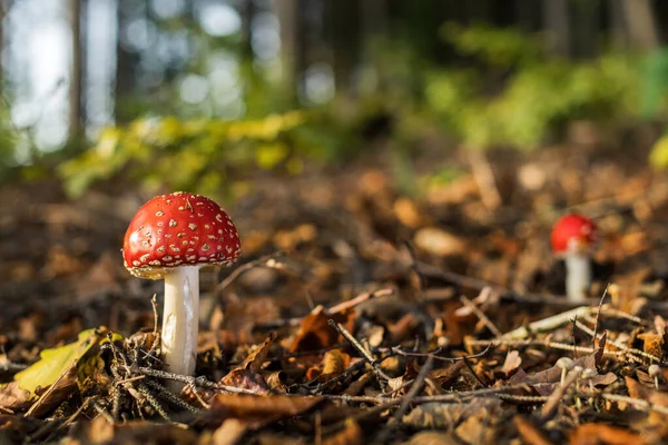 Mucha Agaric Muscaria Amanita Muscaria Piękny Czerwony Trujący Grzyb Europejskich — Zdjęcie stockowe