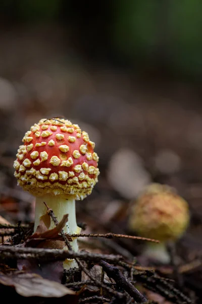 Mucha Agaric Muscaria Amanita Muscaria Piękny Czerwony Trujący Grzyb Europejskich — Zdjęcie stockowe