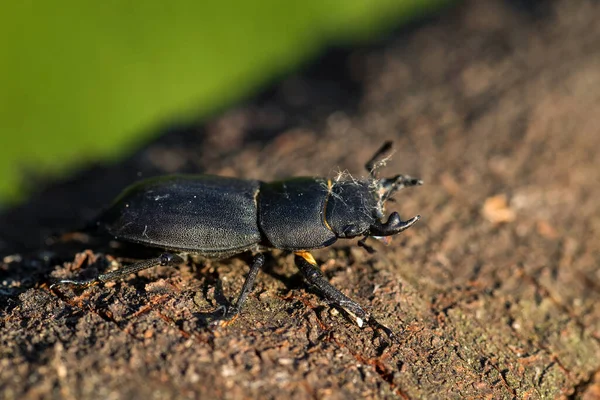 Lesser Stag Beetle - Dorcus parallelipipedus, beautiful small black beetle from European forests and woodlands, Zlin, Czech Republic.