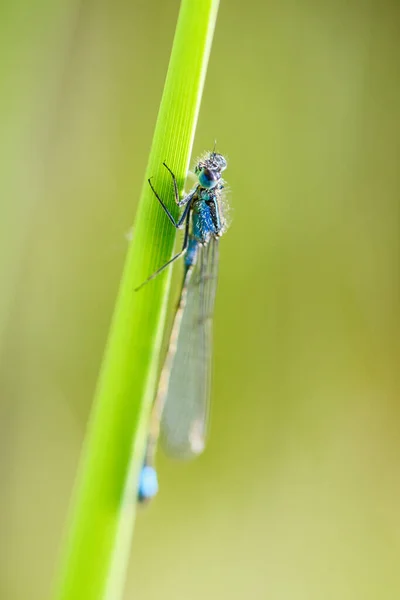 Damselfly Cola Azul Ischnura Elegans Hermosa Libélula Juncos Europeos Pantanos —  Fotos de Stock