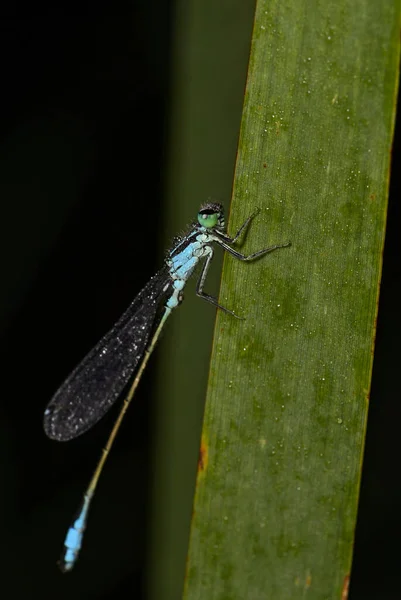 蓝尾蜻蜓 Blue Tail Damselfly 来自欧洲芦苇 沼泽和淡水的美丽蜻蜓 瑞士弗拉舍 — 图库照片