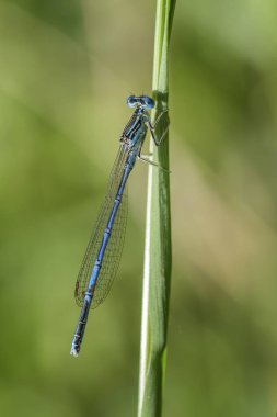 Beyaz bacaklı kız sineği - Platycnemis pennipes, Avrupa sazlıklarından, bataklıklardan ve tatlı sulardan gelen güzel yusufçuk, Morava nehri, Çek Cumhuriyeti.