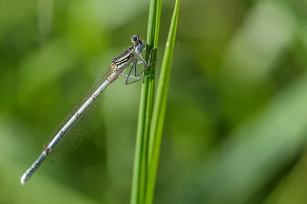 Damselfly Patas Blancas Platycnemis Pennipes Hermosa Libélula Cañas Europeas Pantanos — Foto de Stock