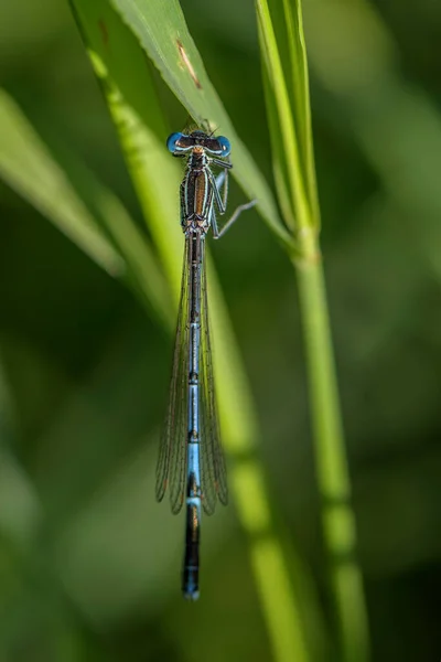 白腿蜻蜓 来自欧洲芦苇 沼泽地和淡水的美丽蜻蜓 捷克共和国莫拉瓦河 — 图库照片