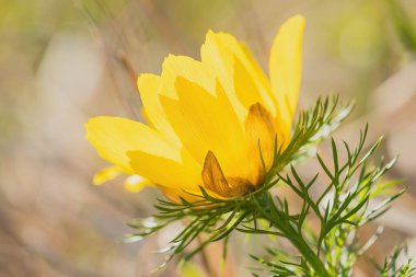 Bahar Sülününün Gözü - Adonis vernalis, Avrupa çayır ve bozkırlarından güzel sarı çiçekli bitki, Çek Cumhuriyeti.